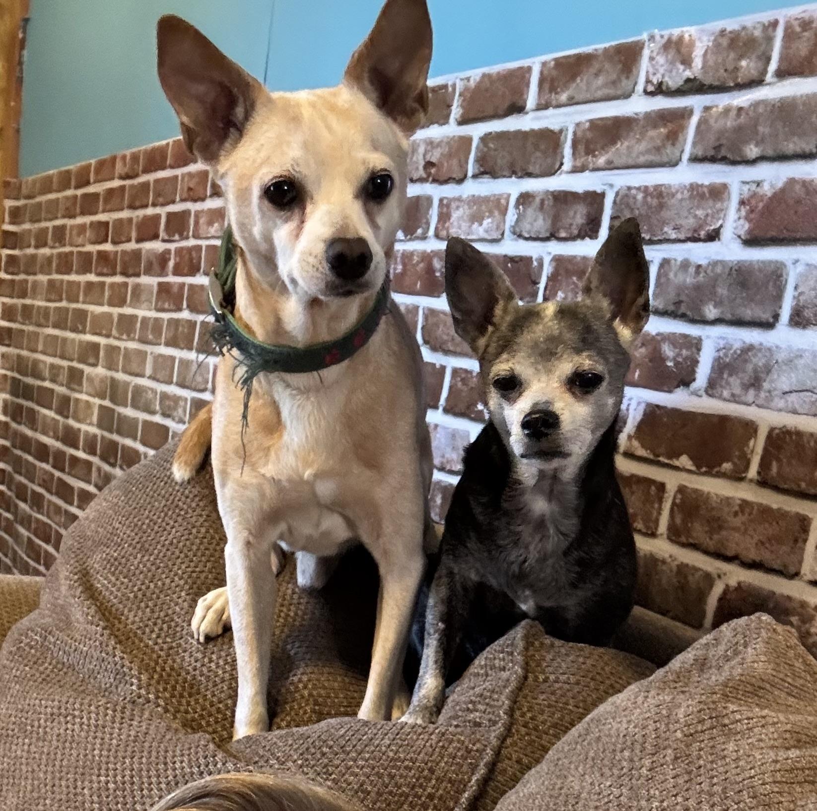Enlarge Buppy & Bebe, a Adoptable Chihuahua in Dewey, AZ image 1/1