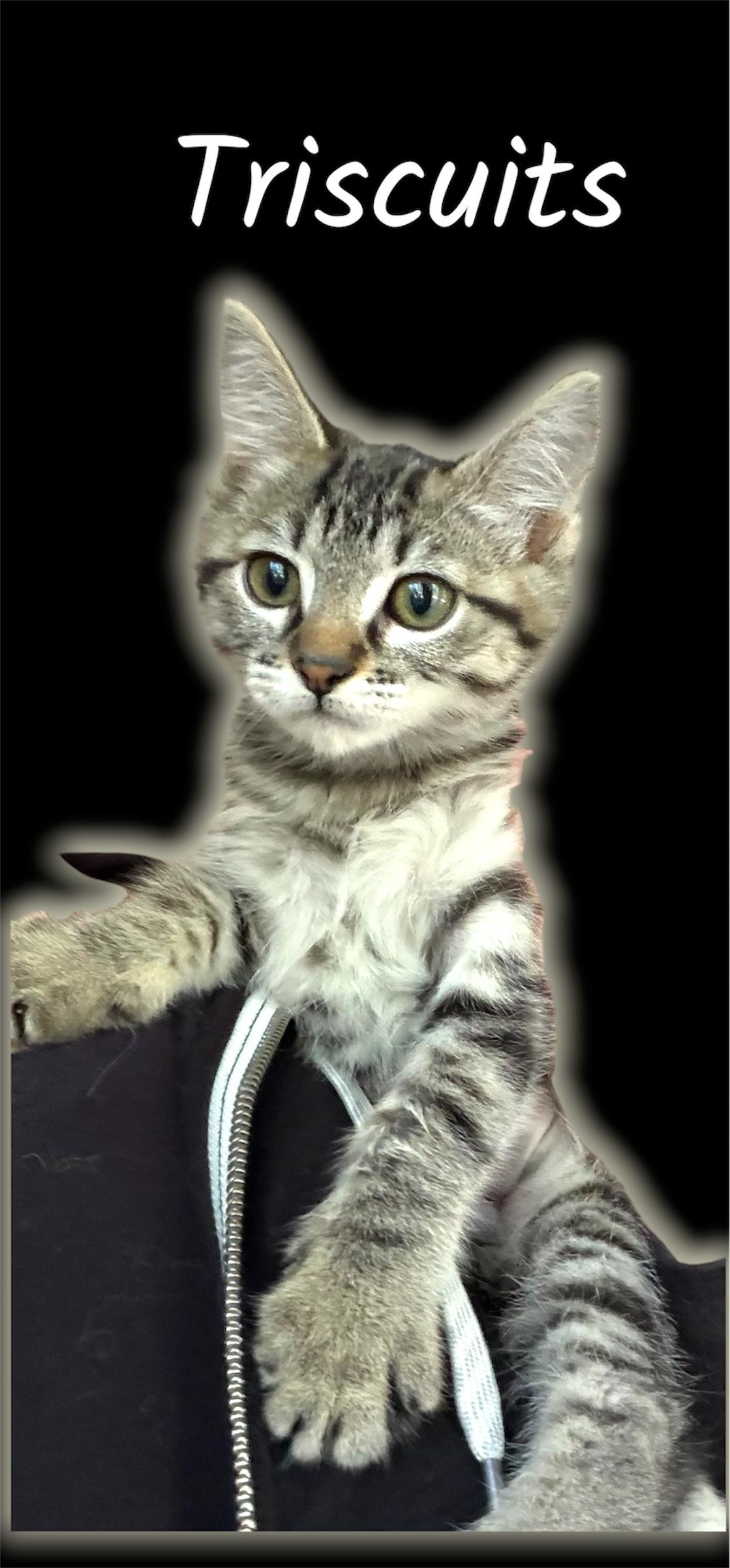 Enlarge Triscuits, an adoptable Domestic Short Hair in Auburn, CA image 1/1