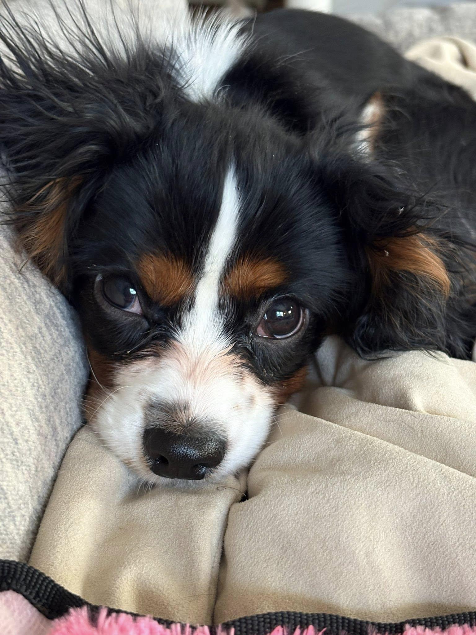 Dewey, ADOPTABLE, Puppy Male Cavalier King Charles Spaniel.