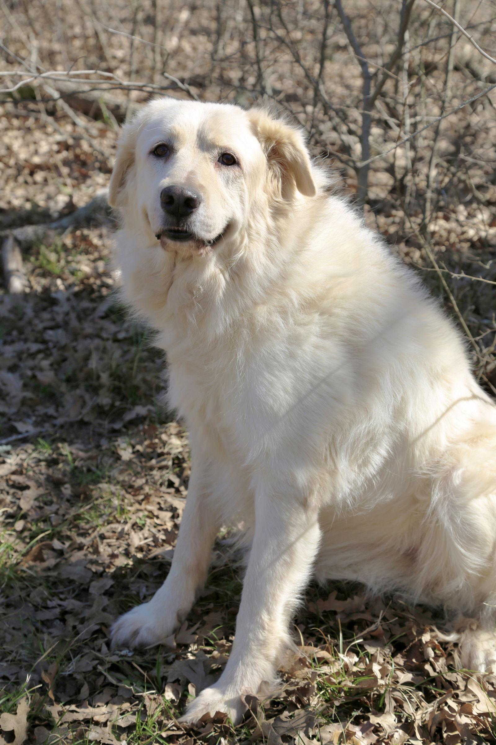 Enlarge Madison, a Adoptable Great Pyrenees in Bellevue, WA image 2/6