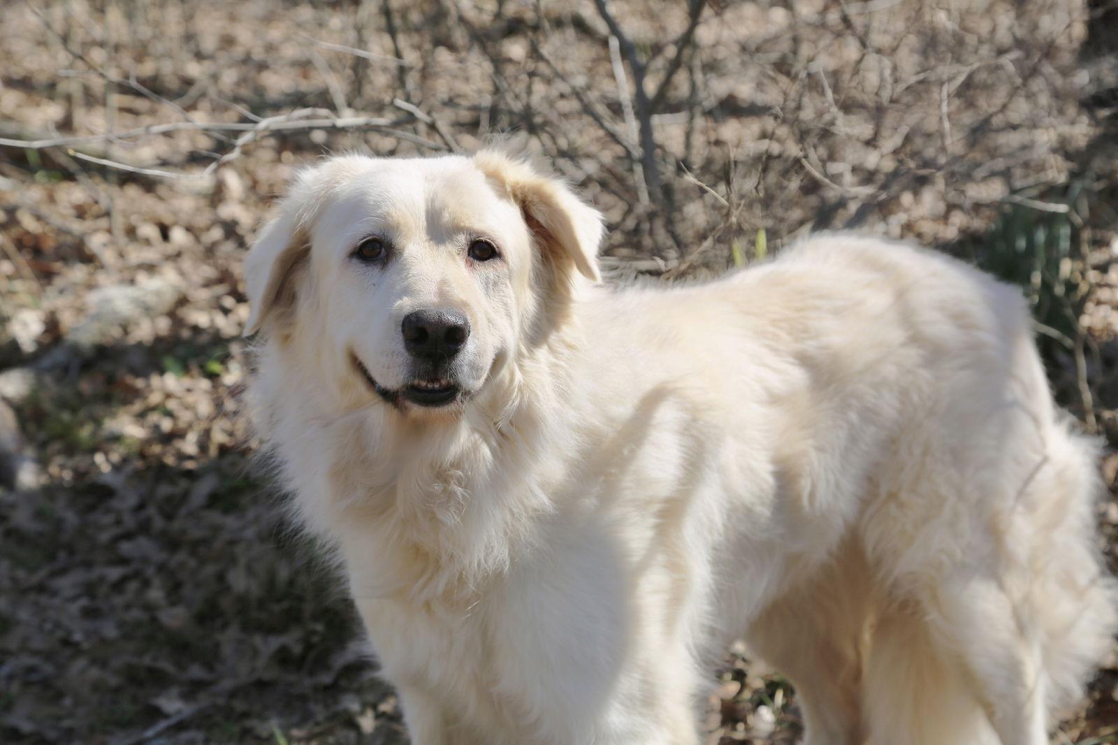 Enlarge Madison, a Adoptable Great Pyrenees in Bellevue, WA image 3/6