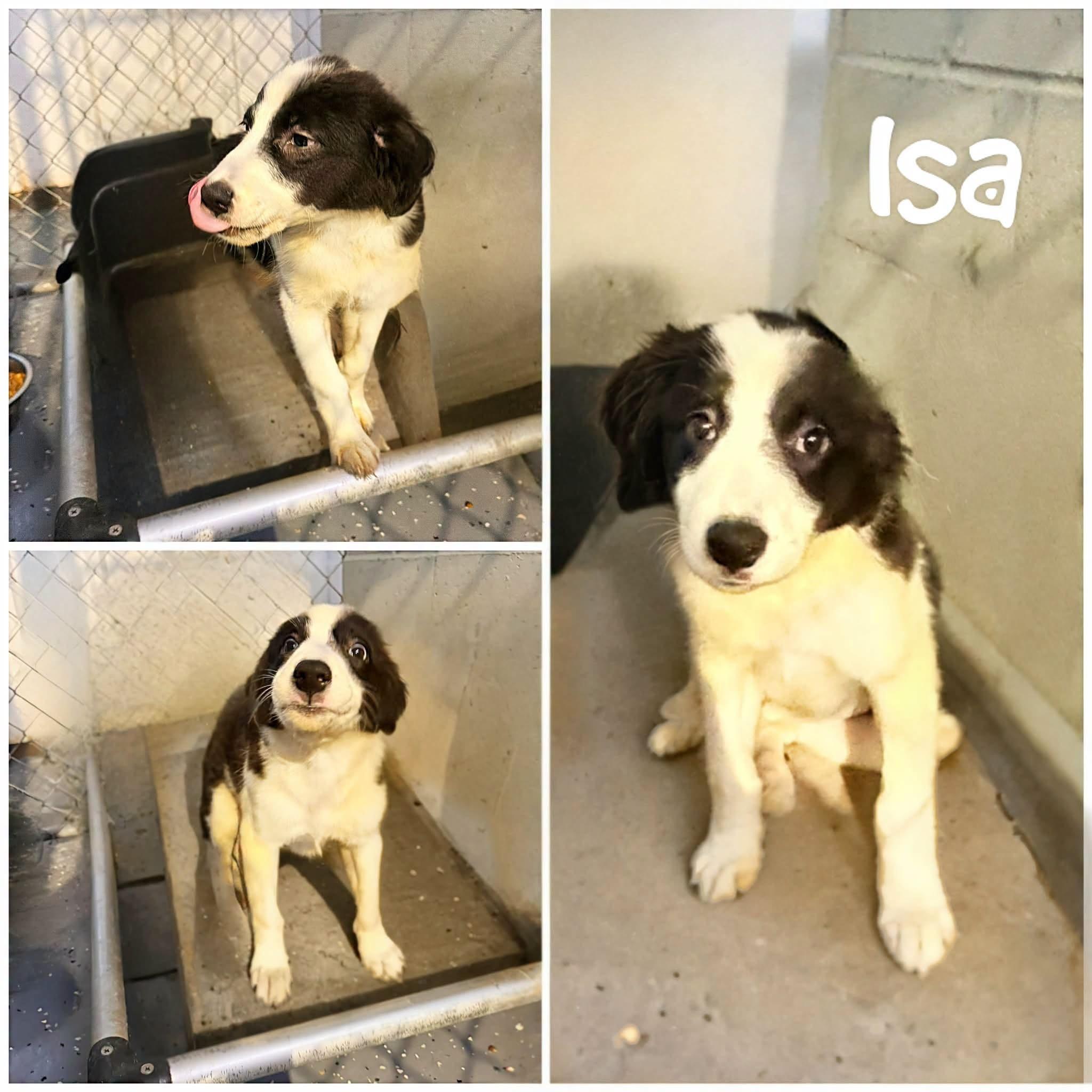 Isa, Adoptable, Young Female Border Collie.