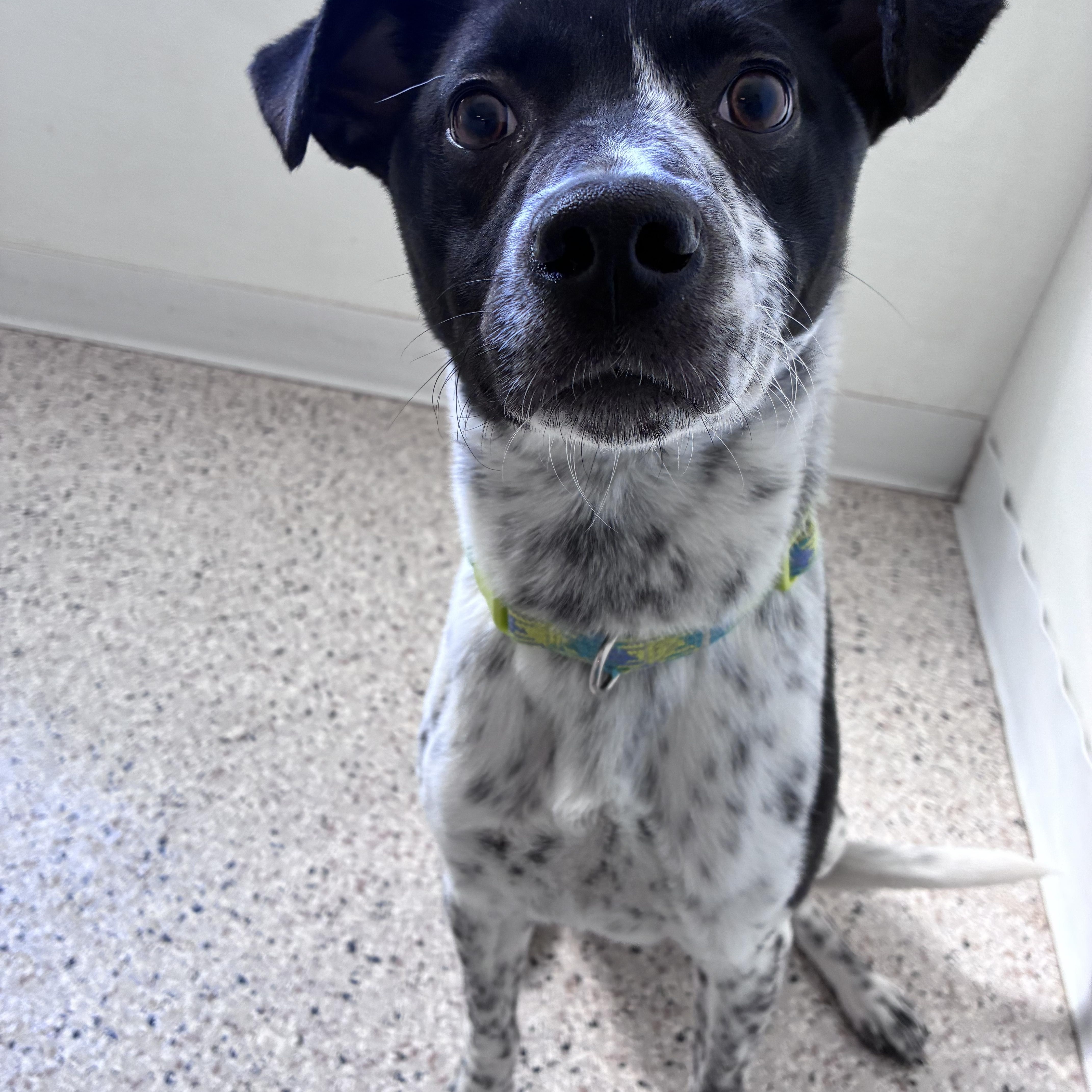Axel, ADOPTABLE, Adult Male Border Collie.