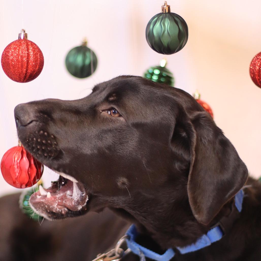 Enlarge Max, a Adoptable Mixed Breed in Waukesha, WI image 1/6