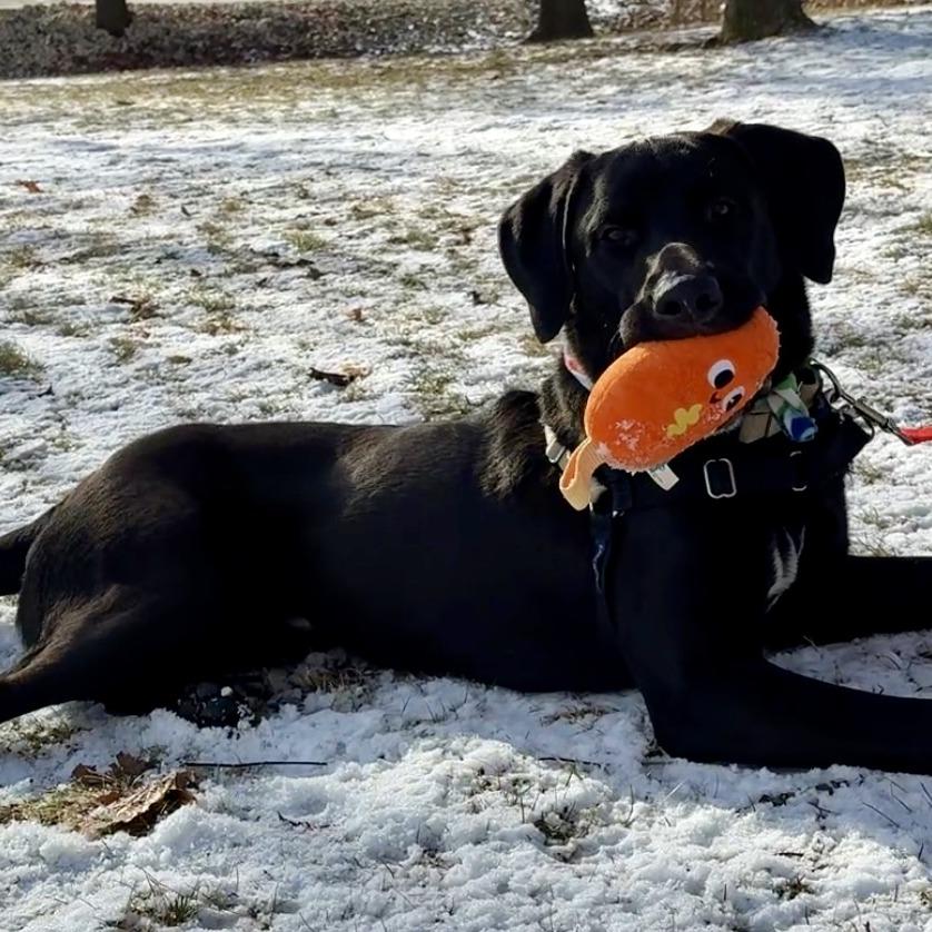 Enlarge Max, a Adoptable Mixed Breed in Waukesha, WI image 2/6