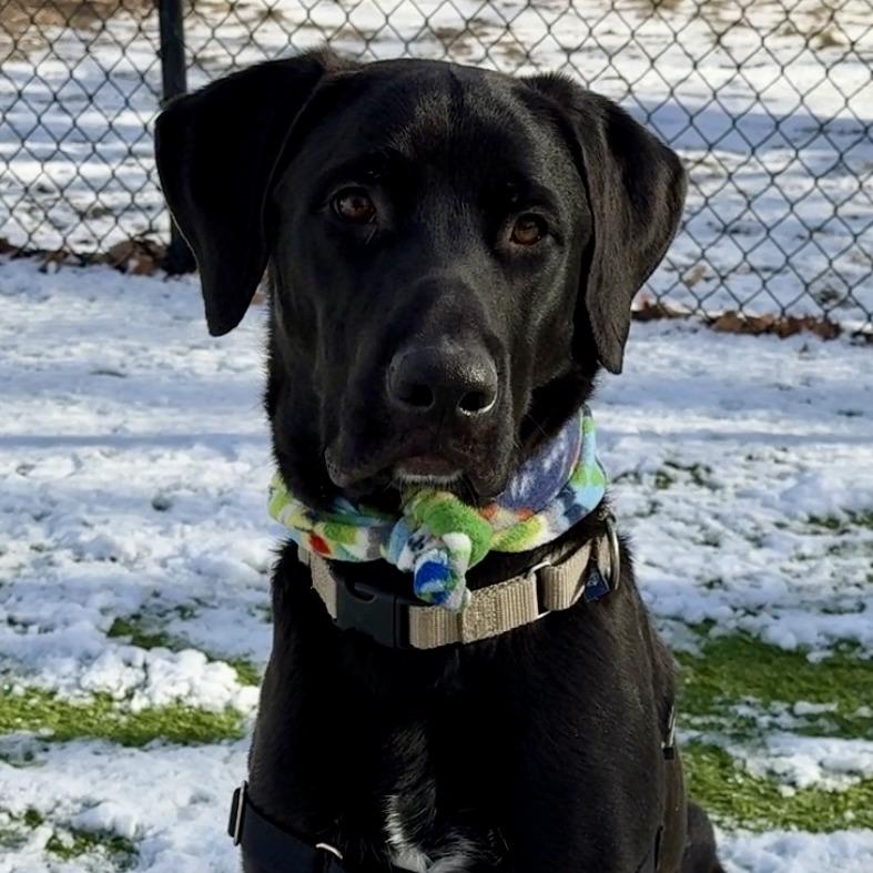 Enlarge Max, a Adoptable Mixed Breed in Waukesha, WI image 5/6