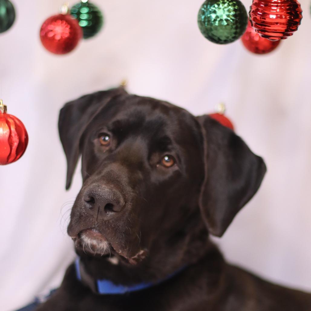 Enlarge Max, a Adoptable Mixed Breed in Waukesha, WI image 6/6