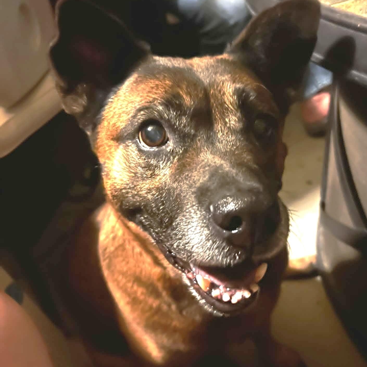 SOCRATES , a ADOPTABLE mixed breed in Marana, AZ image 5/5
