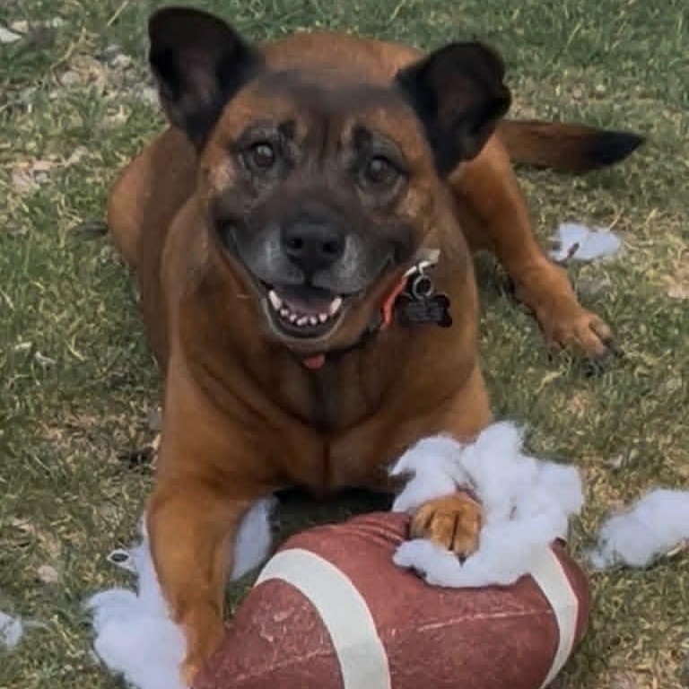 SOCRATES , ADOPTABLE, Adult Female Chow Chow & Dutch Shepherd.