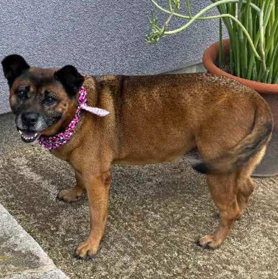 Enlarge SOCRATES , a ADOPTABLE mixed breed in Marana, AZ image 2/3