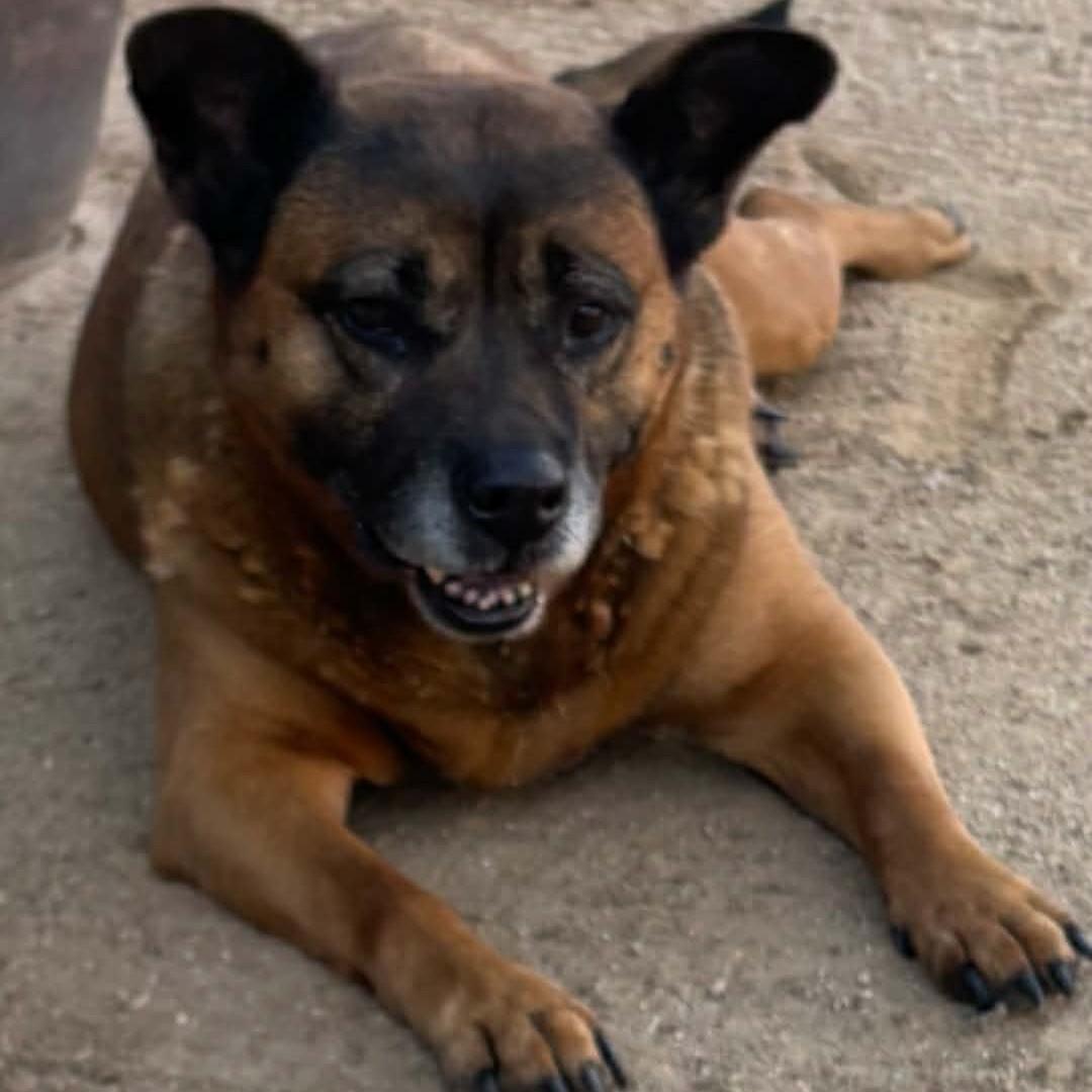 Enlarge SOCRATES , a ADOPTABLE mixed breed in Marana, AZ image 3/3