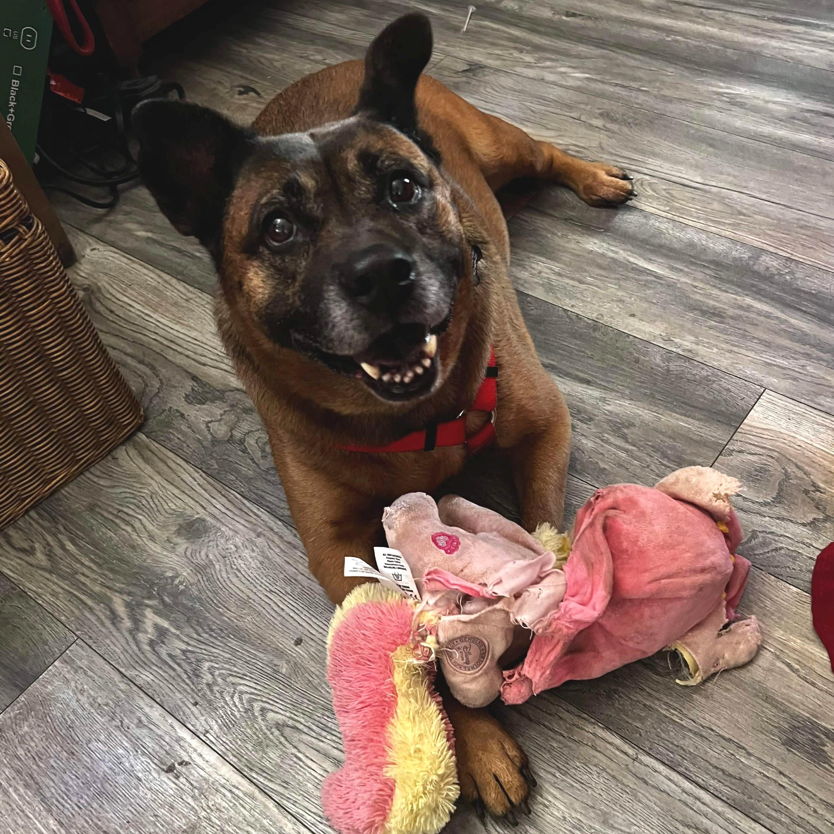 SOCRATES , ADOPTABLE, Adult Female Chow Chow & Dutch Shepherd.