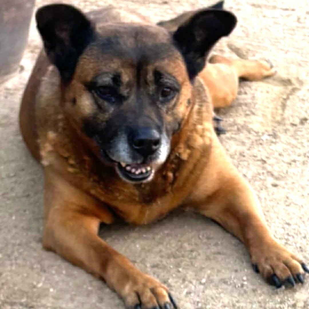 SOCRATES , a ADOPTABLE mixed breed in Marana, AZ image 3/5