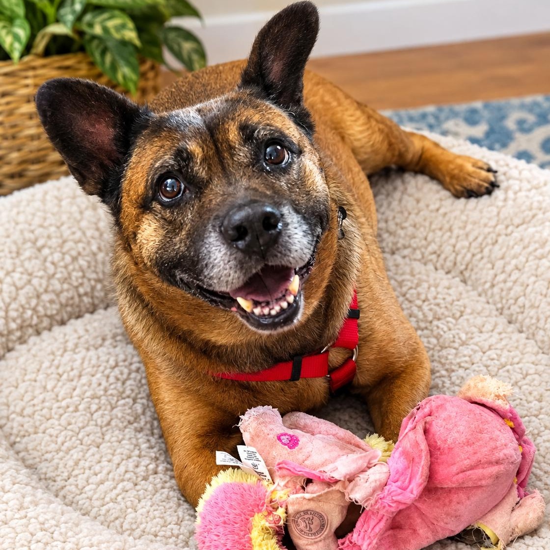 Enlarge SOCRATES , a ADOPTABLE mixed breed in Marana, AZ image 1/5