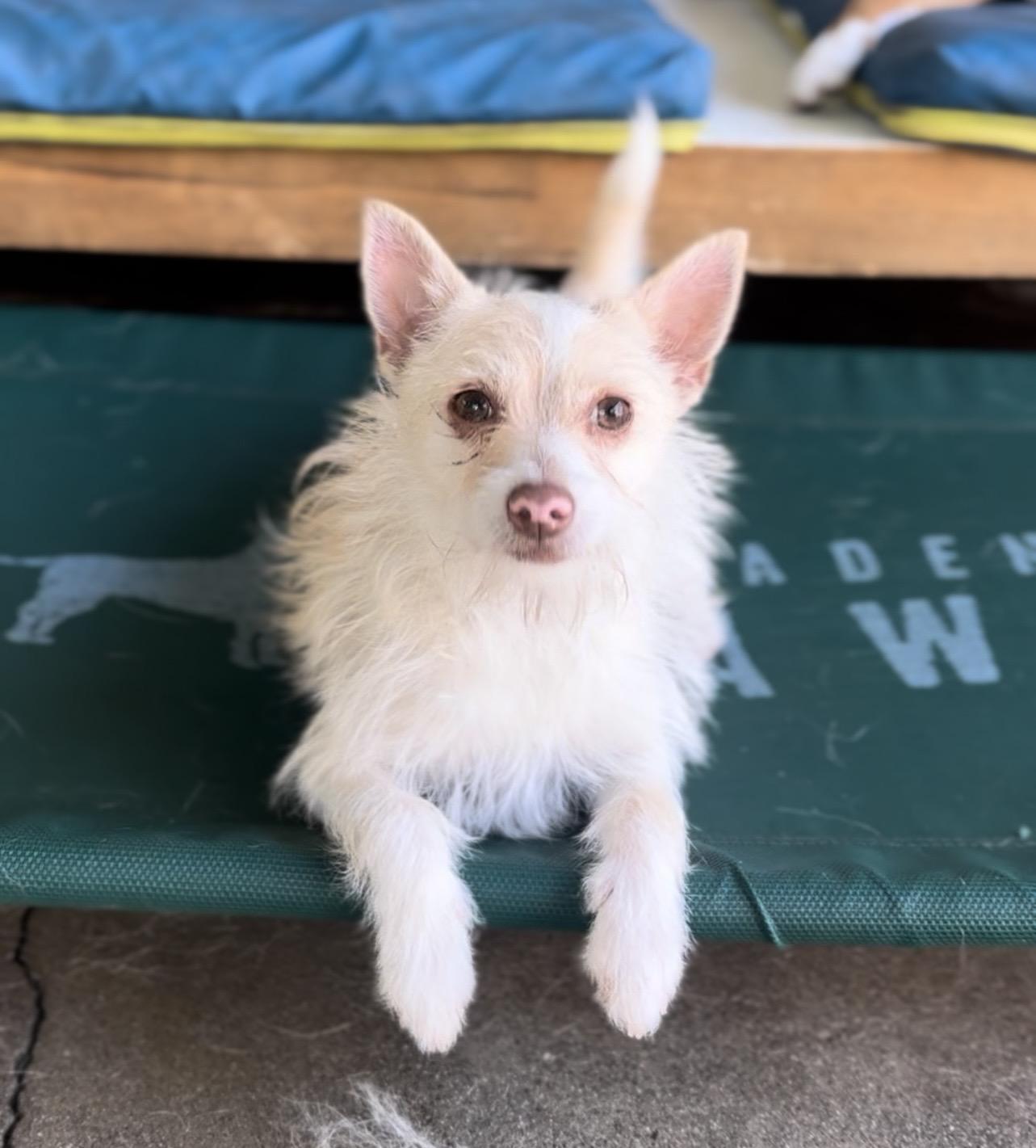 Lemon, ADOPTABLE, Young Female Terrier.