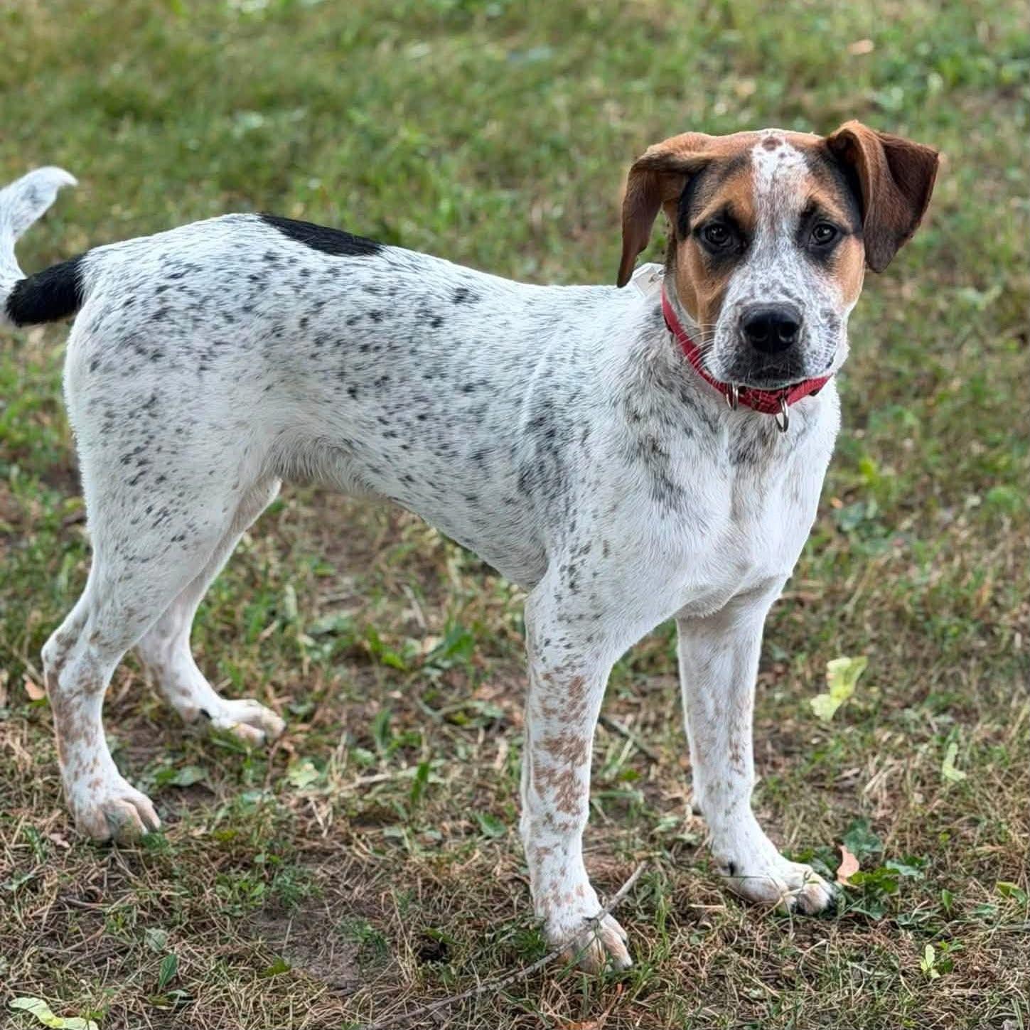 Enlarge Jojo, an adopted mixed breed in Fremont, MI image 1/4