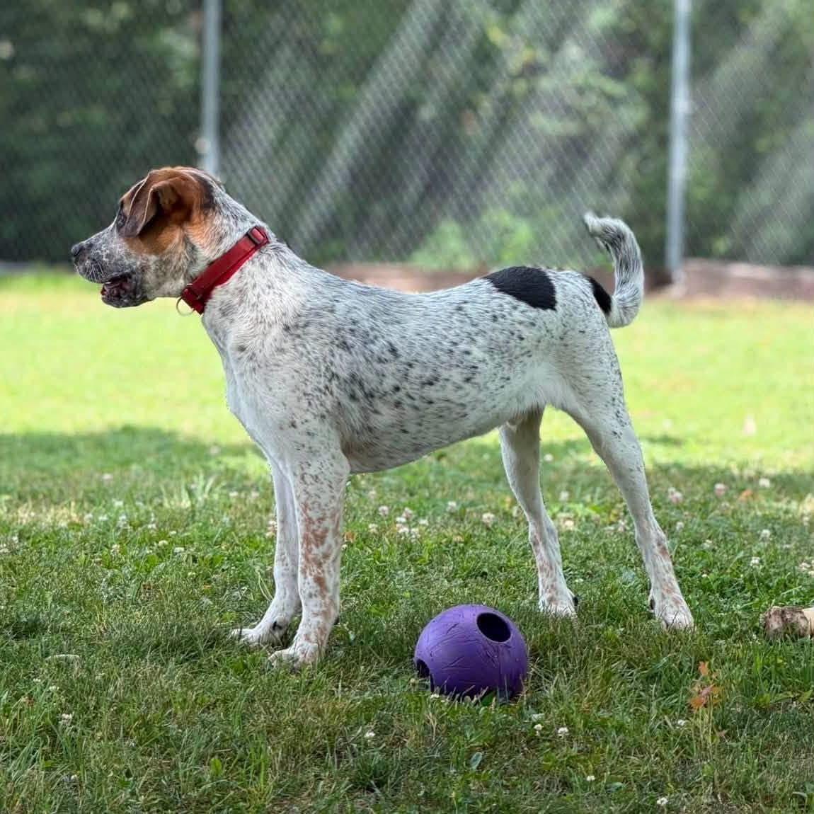 Enlarge Jojo, an adopted mixed breed in Fremont, MI image 2/4