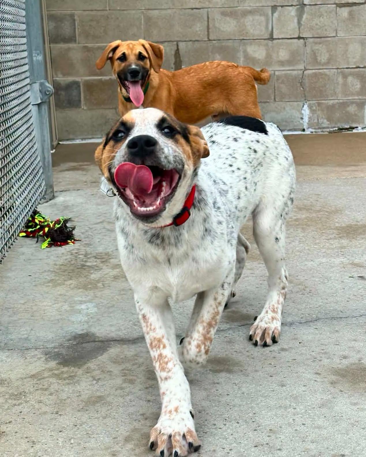 Jojo, a ADOPTABLE mixed breed in Fremont, MI image 2/2