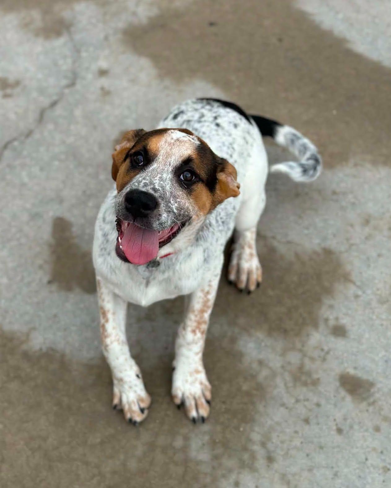 Jojo, ADOPTABLE, Puppy Male Great Pyrenees.
