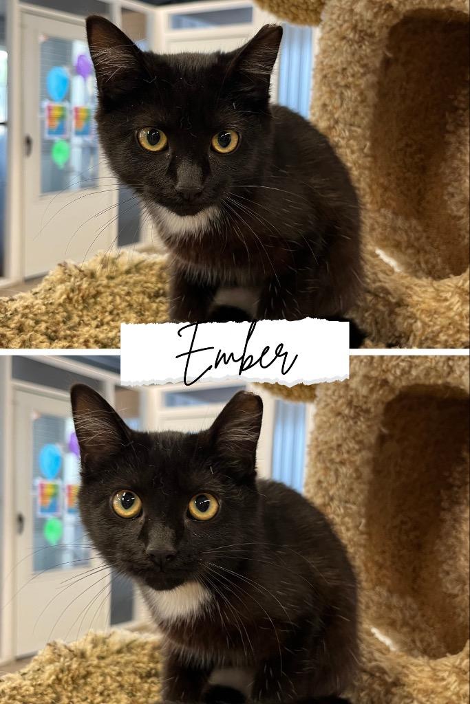 Enlarge Ember- silo, a Adoptable mixed breed in Pierceton, IN image 2/2