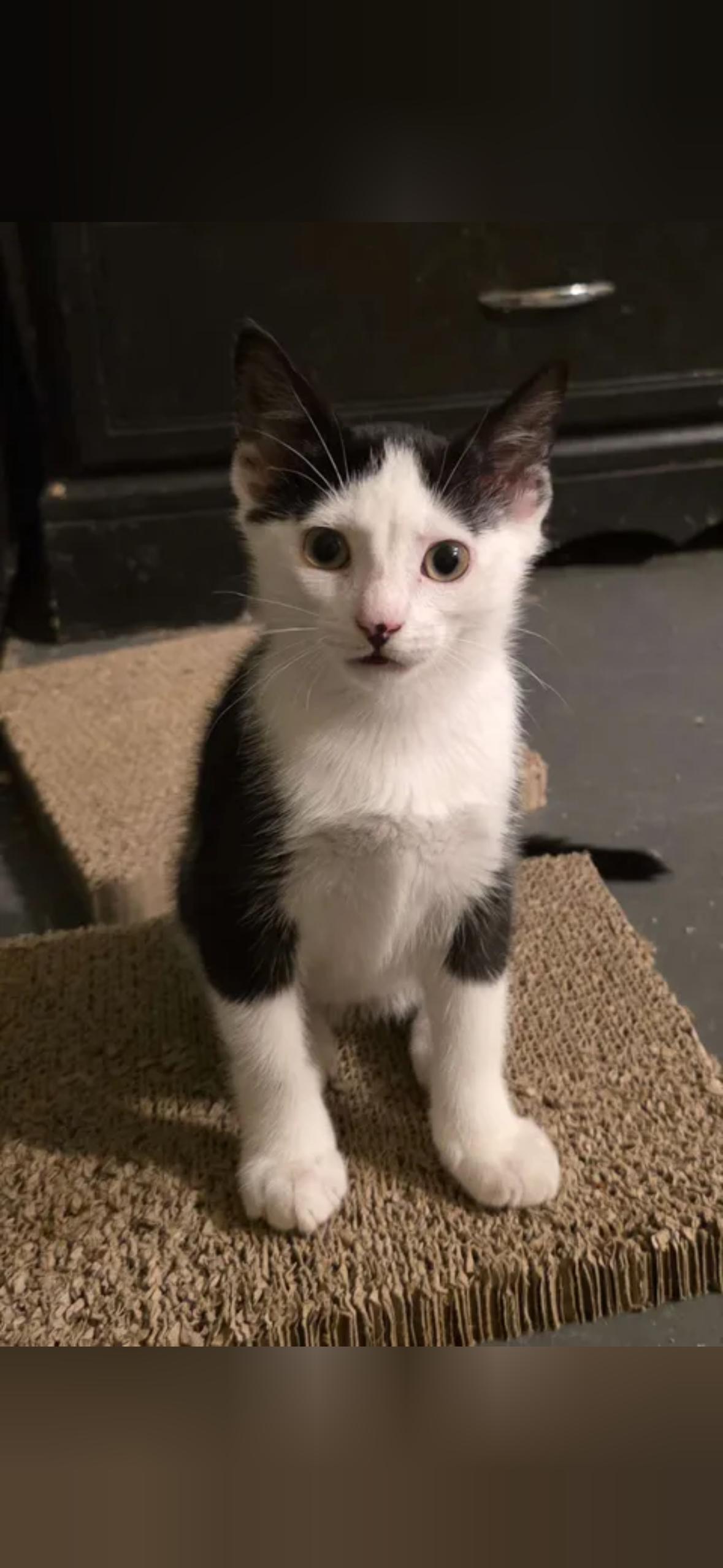 Enlarge Kai, a Adoptable Domestic Short Hair in Mint Hill, NC image 2/3