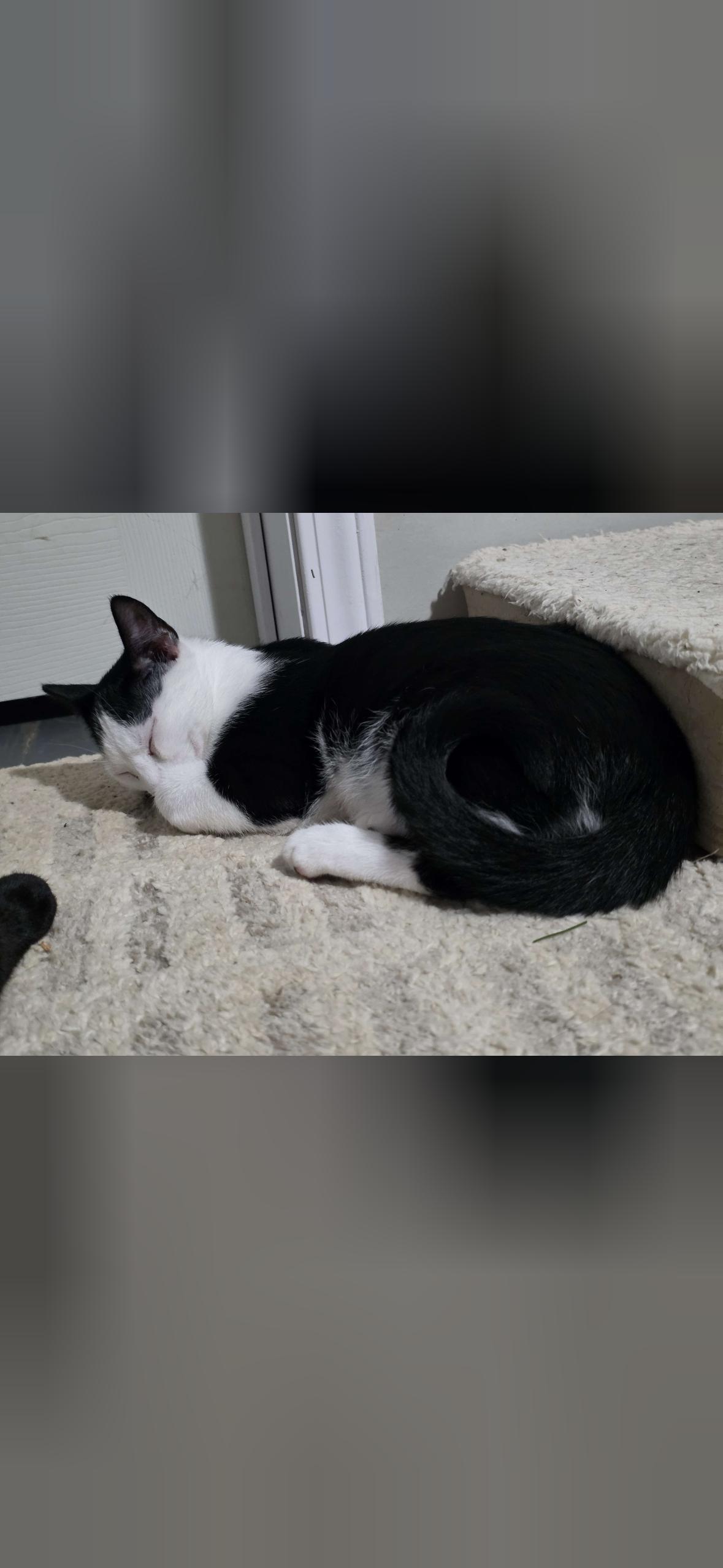Enlarge Kai, a Adoptable Domestic Short Hair in Mint Hill, NC image 3/3