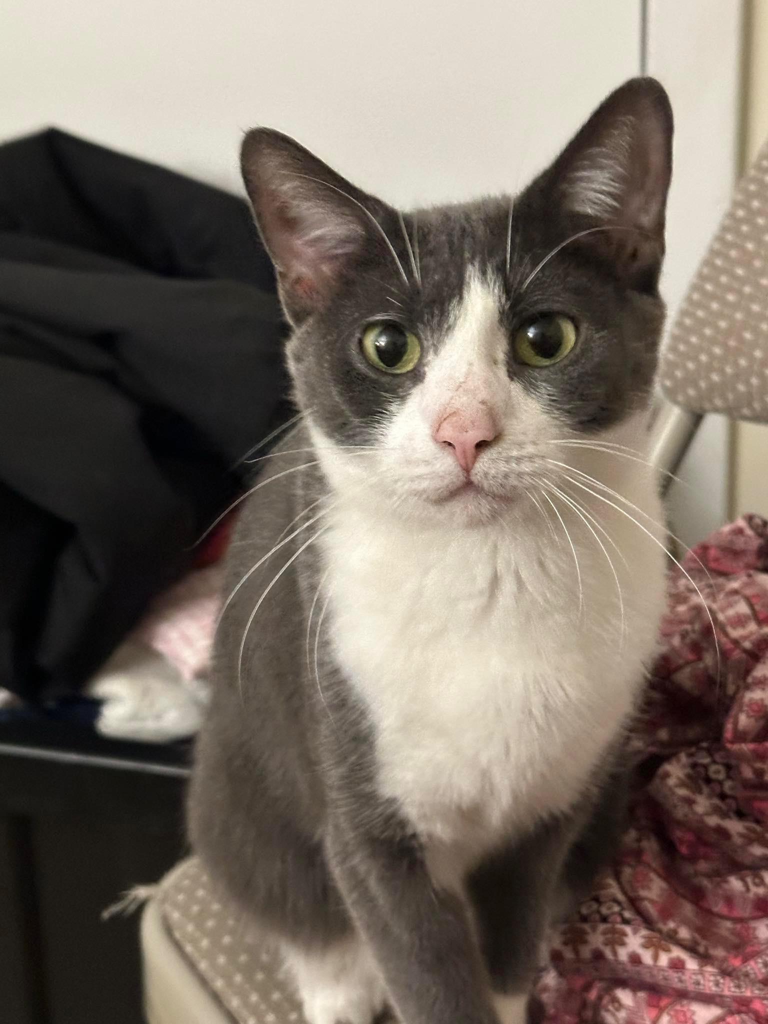 Enlarge Lili, a Adoptable Domestic Short Hair in Nutley, NJ image 1/1