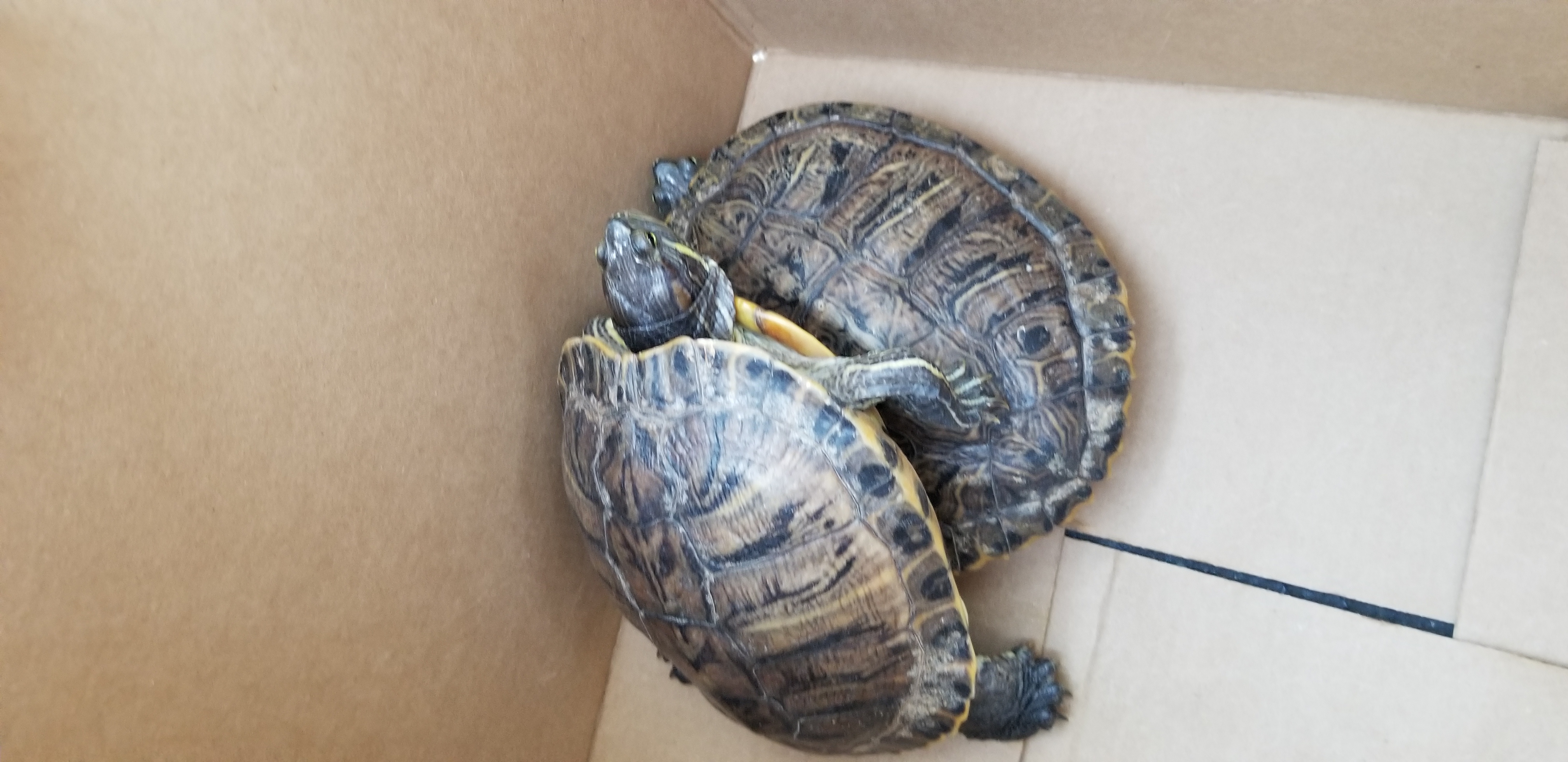 Turtle 27-24, an adopted Red-Eared Slider in Modesto, CA_image-1