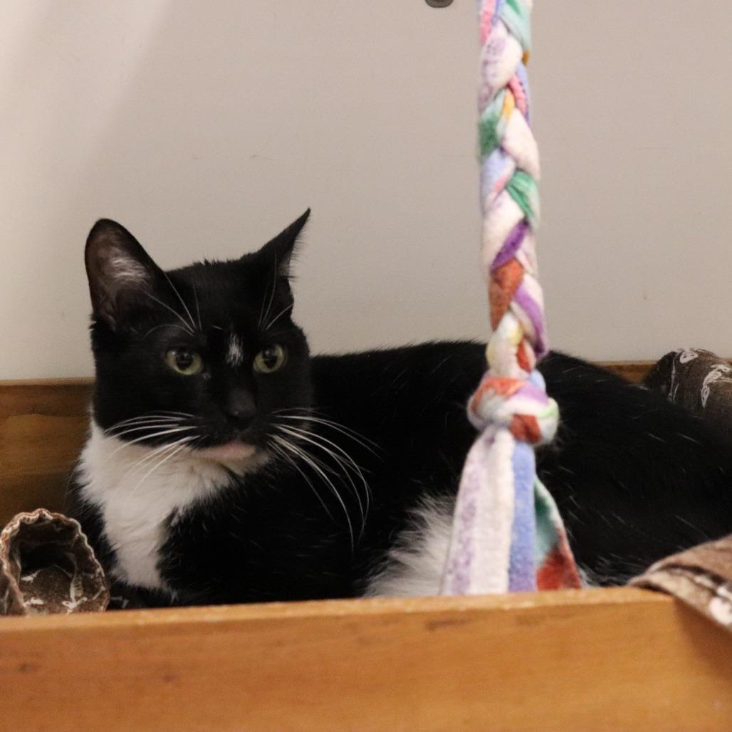 Enlarge Tessa, a Adoptable Domestic Short Hair in Springfield, IL image 1/2