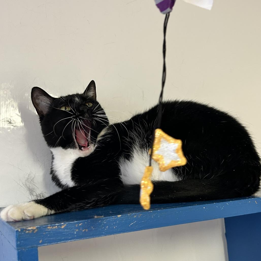 Tessa, a Adoptable Domestic Short Hair in Springfield, IL image 2/4