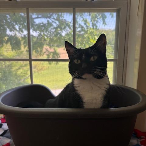 Enlarge Tessa, a Adoptable Domestic Short Hair in Springfield, IL image 3/6