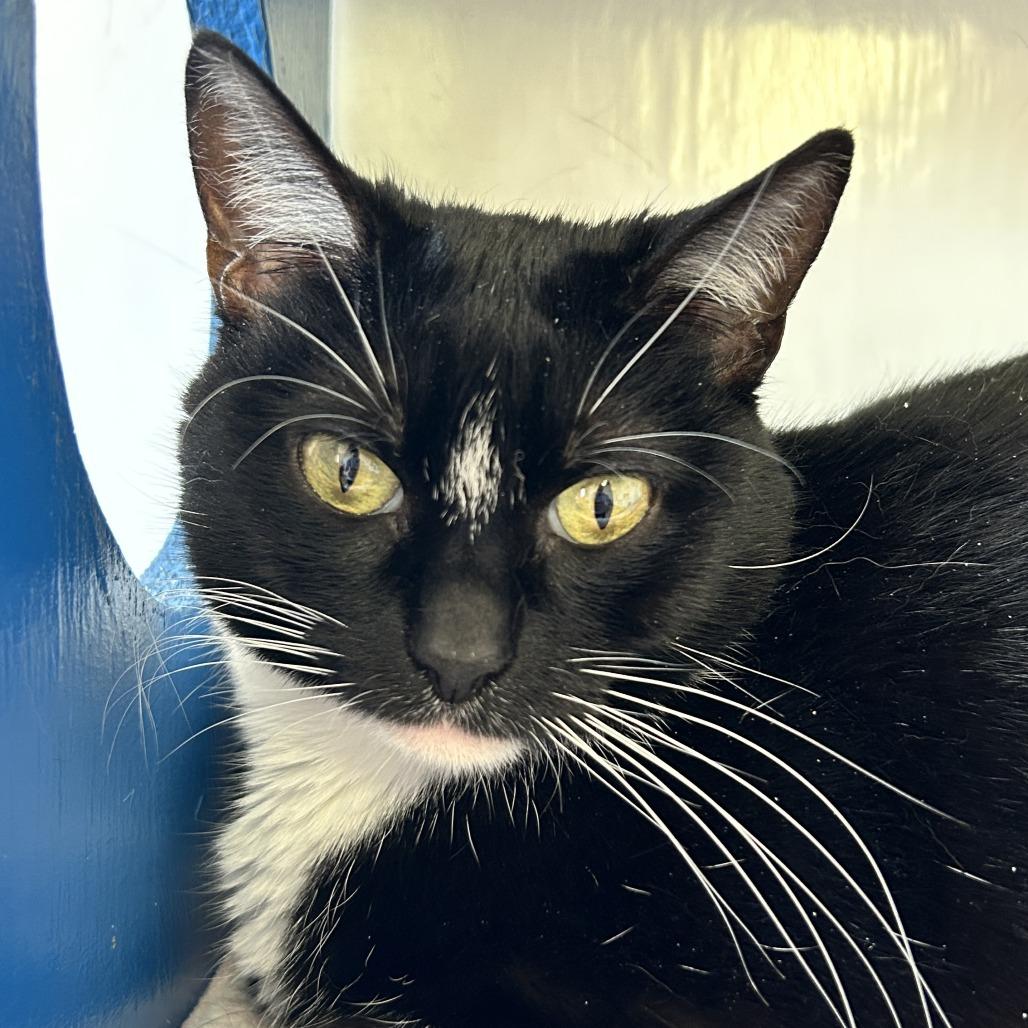 Tessa, a Adoptable Domestic Short Hair in Springfield, IL image 3/4