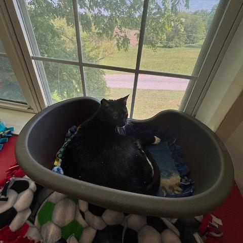 Enlarge Tessa, a Adoptable Domestic Short Hair in Springfield, IL image 4/6