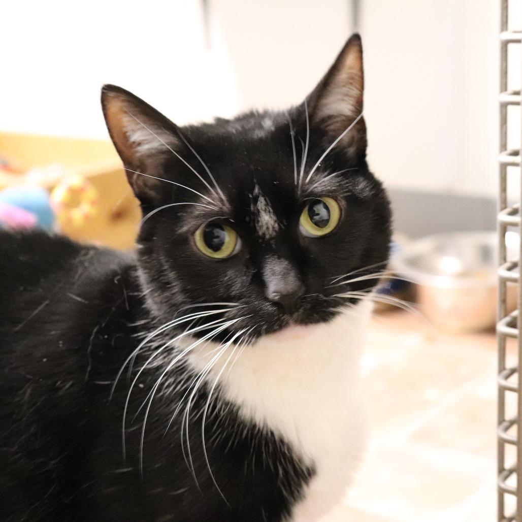 Enlarge Tessa, a Adoptable Domestic Short Hair in Springfield, IL image 2/2