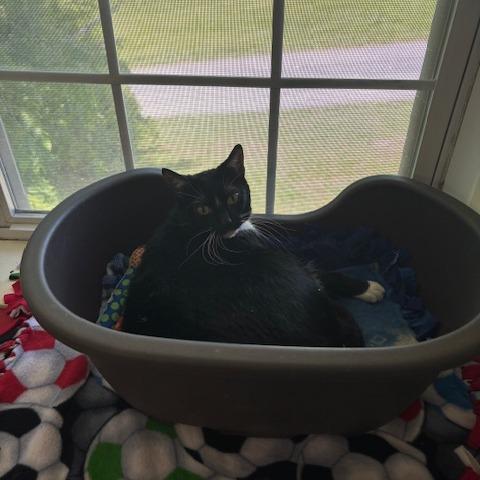 Enlarge Tessa, a Adoptable Domestic Short Hair in Springfield, IL image 6/6