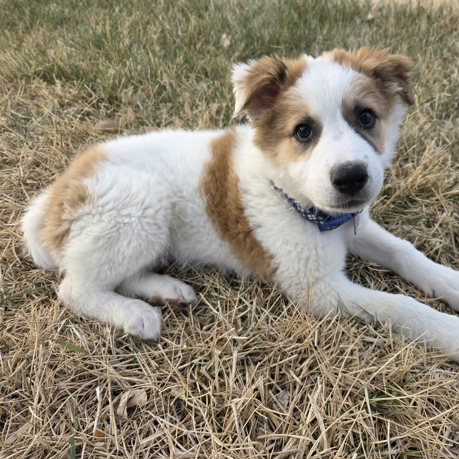 Enlarge ZANE, a ADOPTABLE mixed breed in Loveland, CO image 3/6