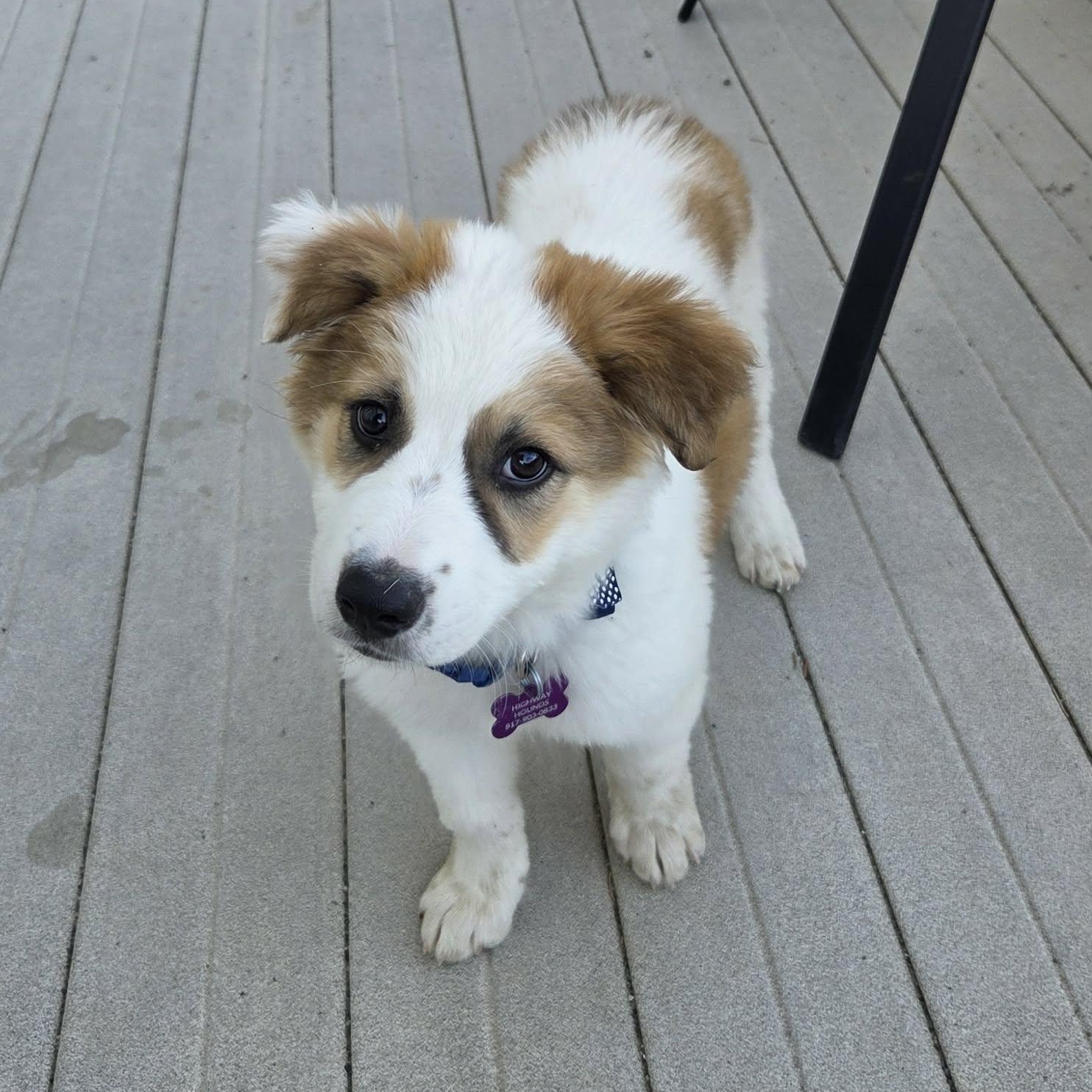 Enlarge ZANE, a ADOPTABLE mixed breed in Loveland, CO image 6/6