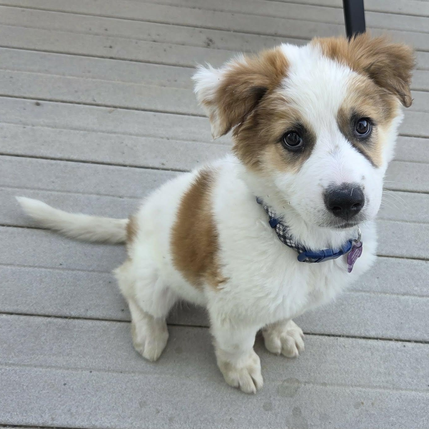 Enlarge ZANE, a ADOPTABLE mixed breed in Loveland, CO image 5/6