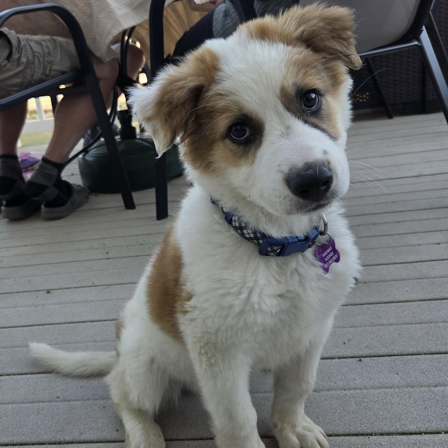 Enlarge ZANE, a ADOPTABLE mixed breed in Loveland, CO image 1/6
