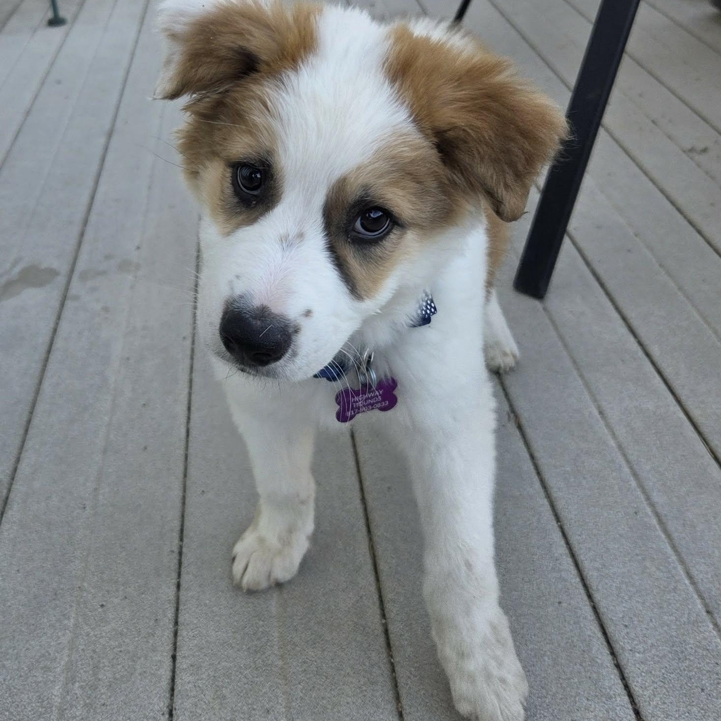 Enlarge ZANE, a ADOPTABLE mixed breed in Loveland, CO image 2/6
