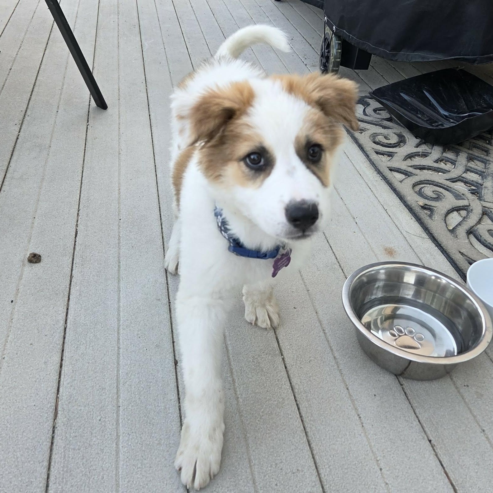 Enlarge ZANE, a ADOPTABLE mixed breed in Loveland, CO image 4/6