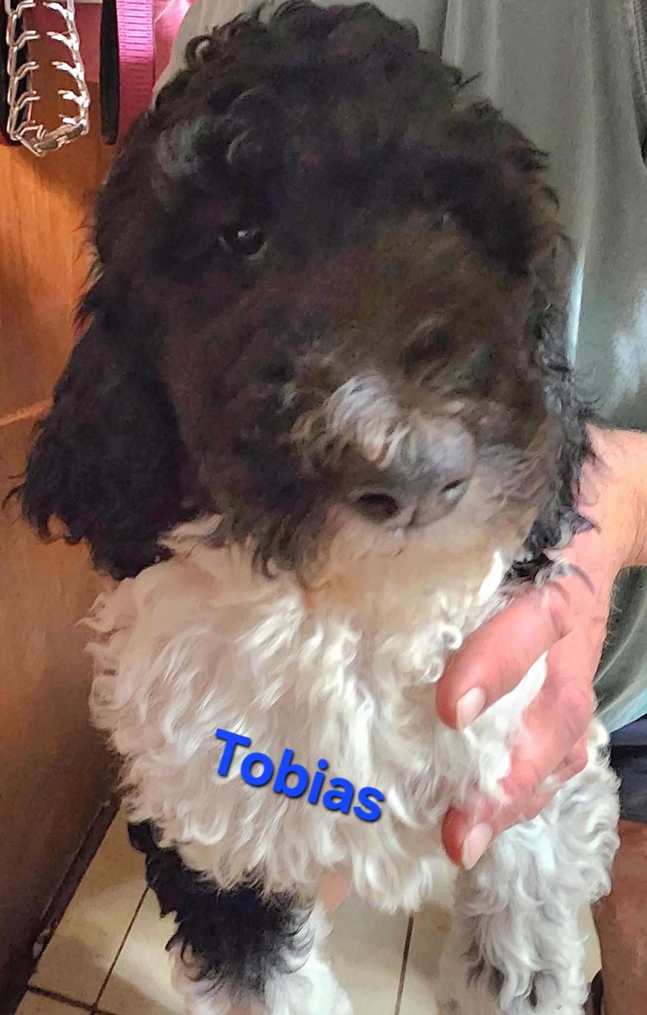 Enlarge Tobias, a Adoptable Standard Poodle in North Augusta, SC image 1/3
