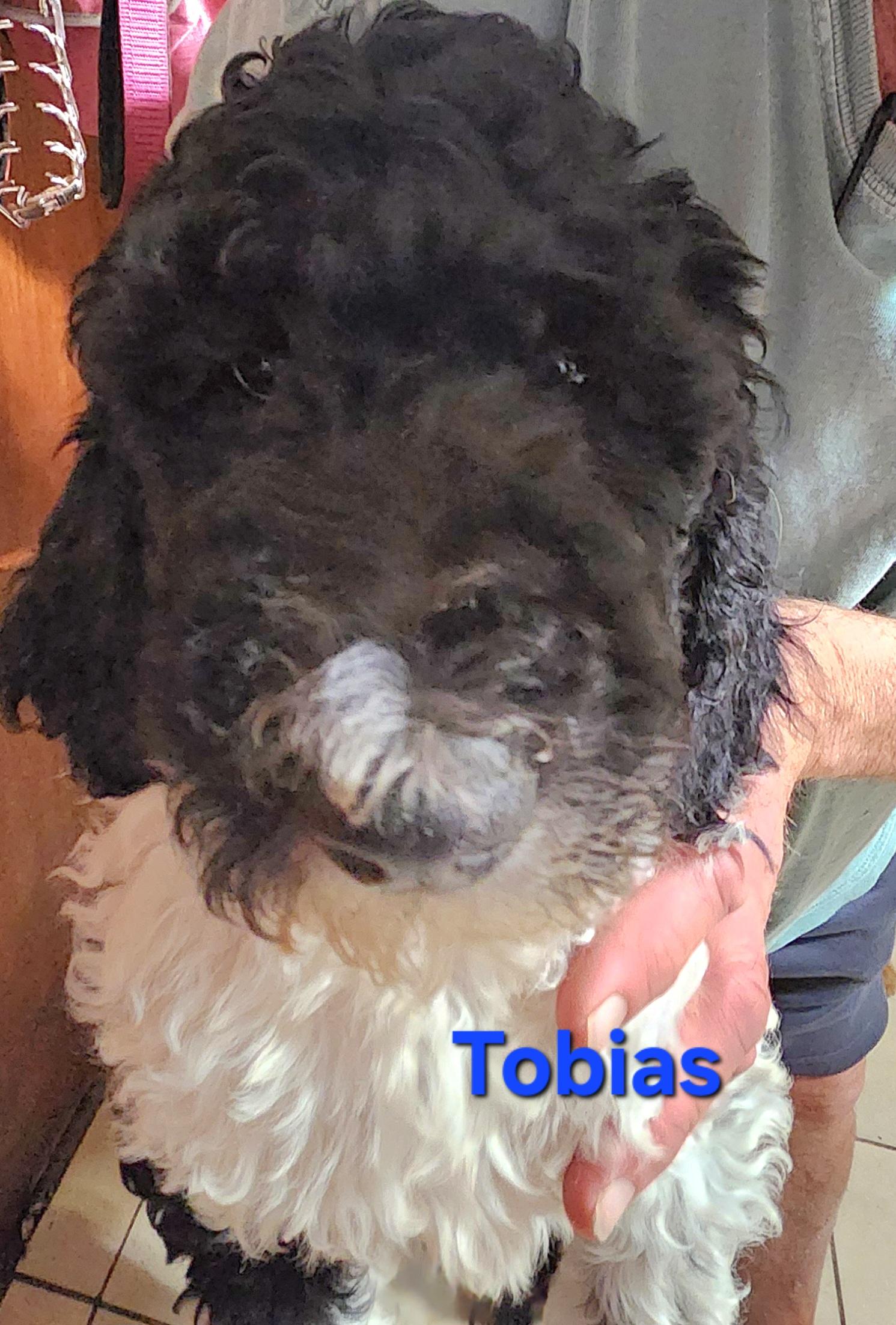 Enlarge Tobias, a Adoptable Standard Poodle in North Augusta, SC image 2/3