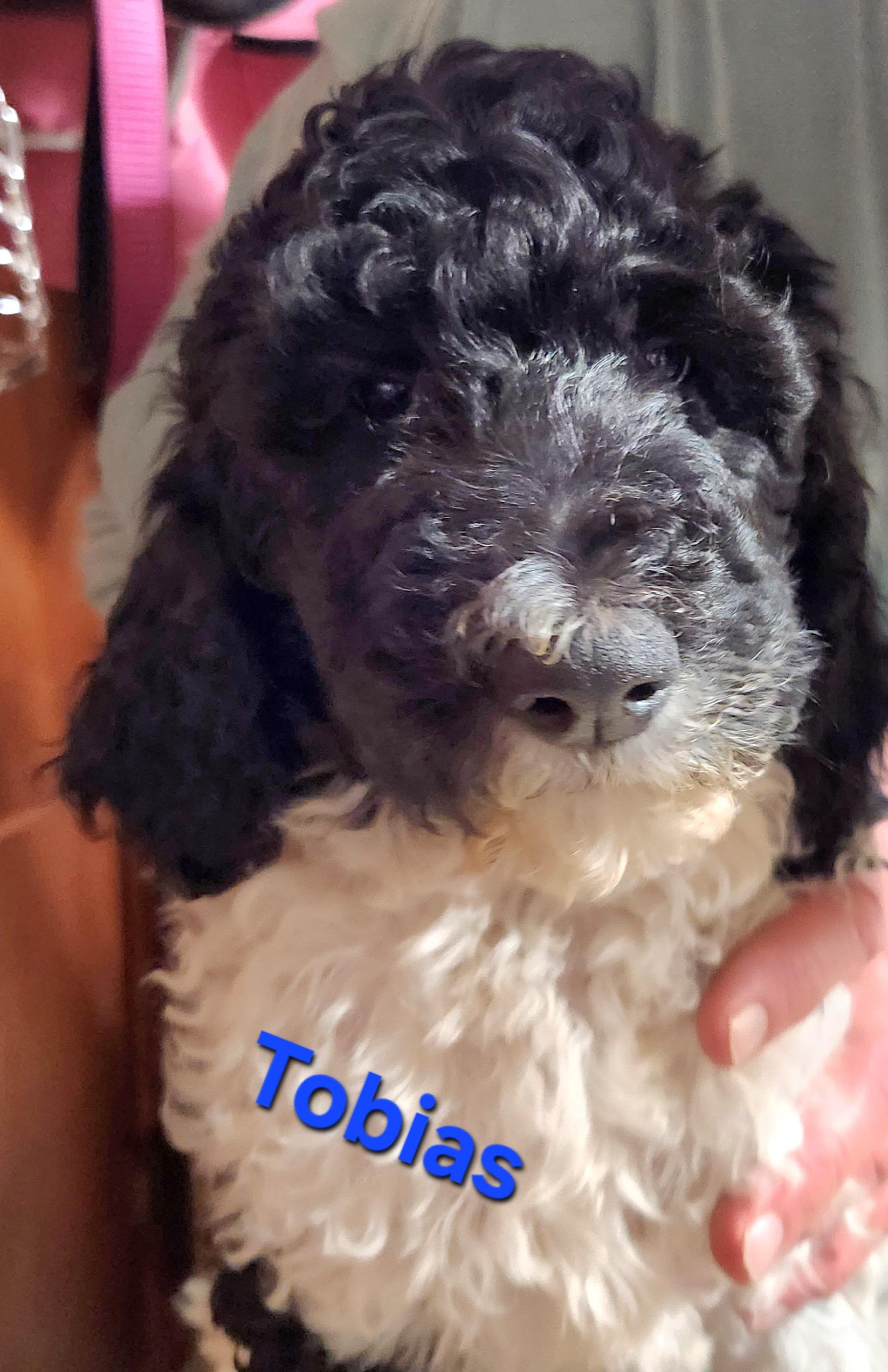 Enlarge Tobias, a Adoptable Standard Poodle in North Augusta, SC image 3/3