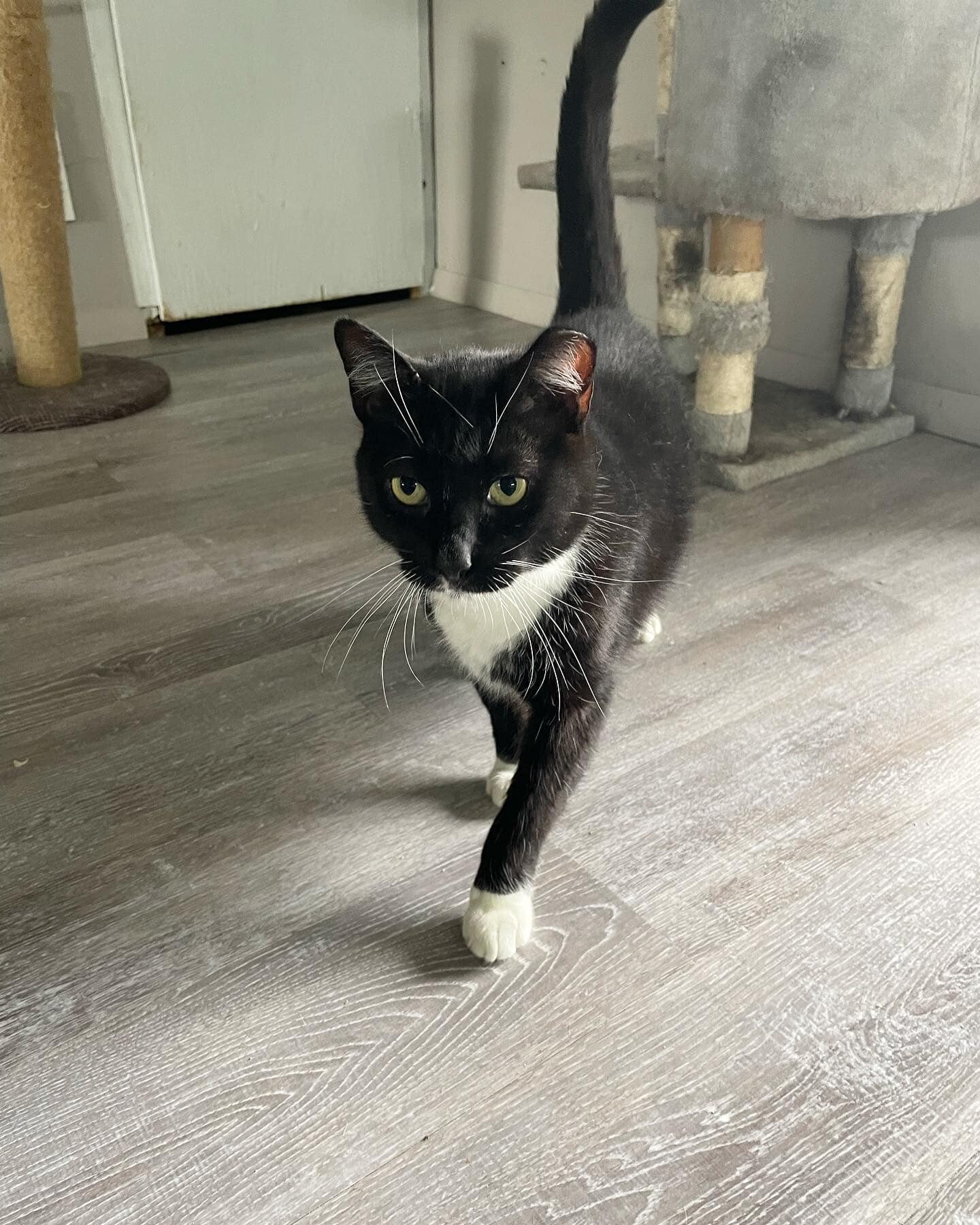 Enlarge Madison, a Adoptable mixed breed in Colbert, GA image 5/5