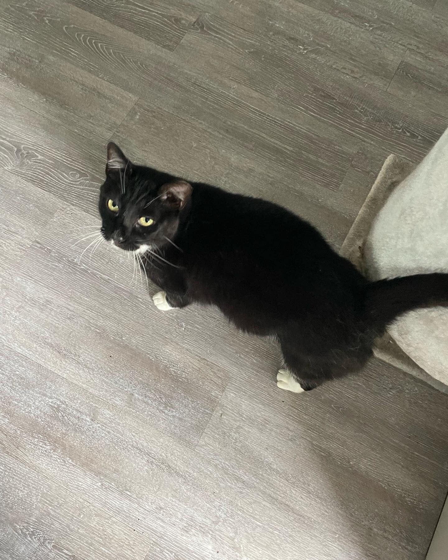 Madison, Adoptable, Adult Male Domestic Short Hair.