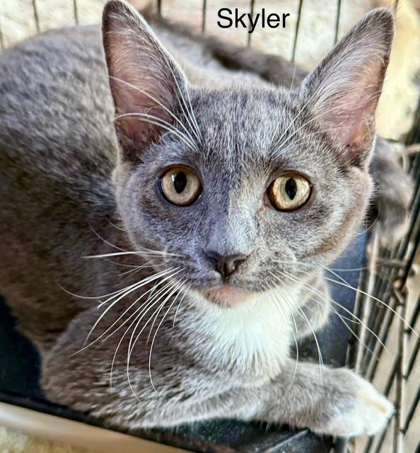 Enlarge Skyler pretty grey & white girl, a Adoptable Tuxedo in Jackson, GA image 1/2