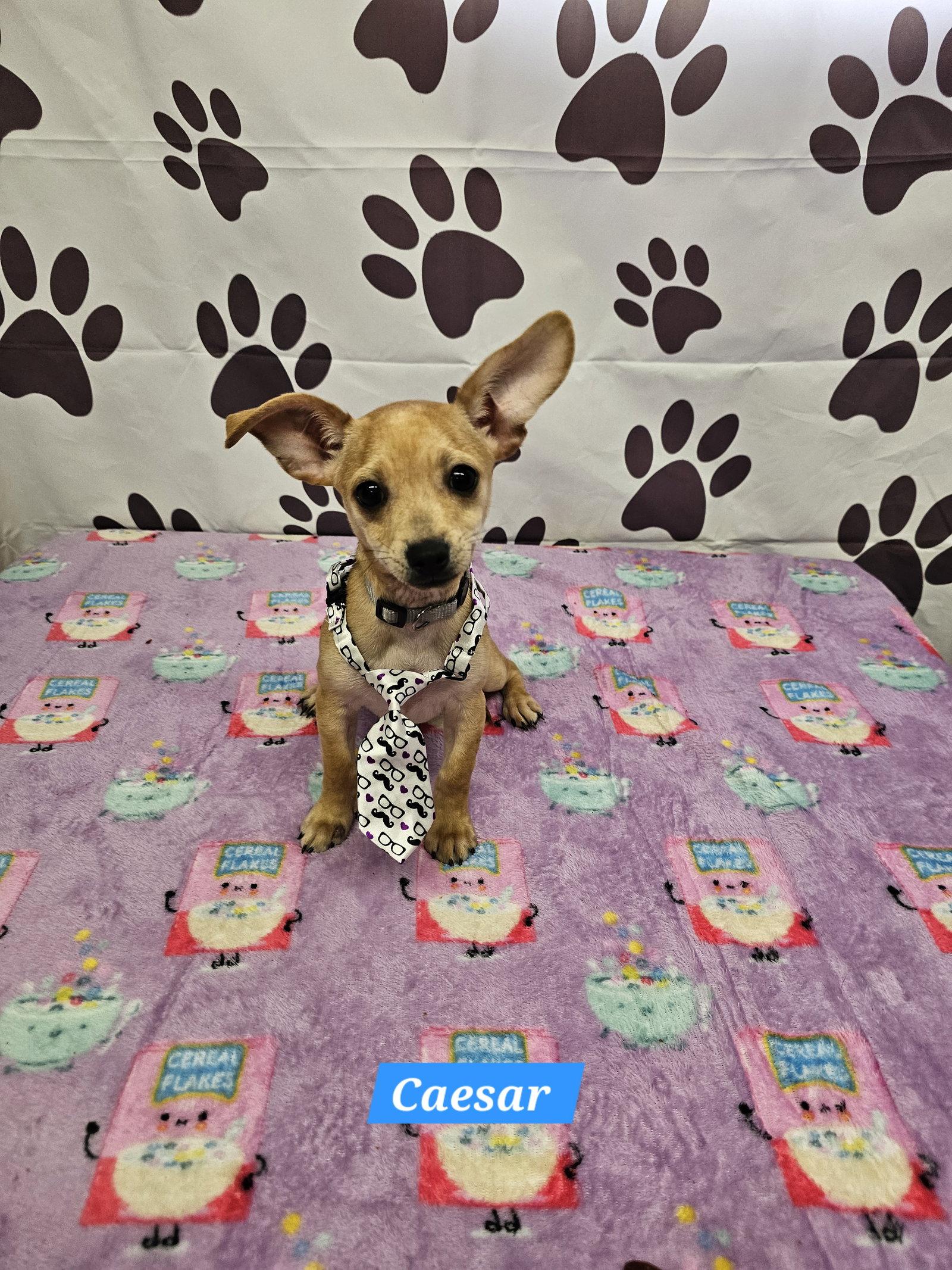 Ceasar, Adoptable, Young Male Chihuahua & Dachshund.