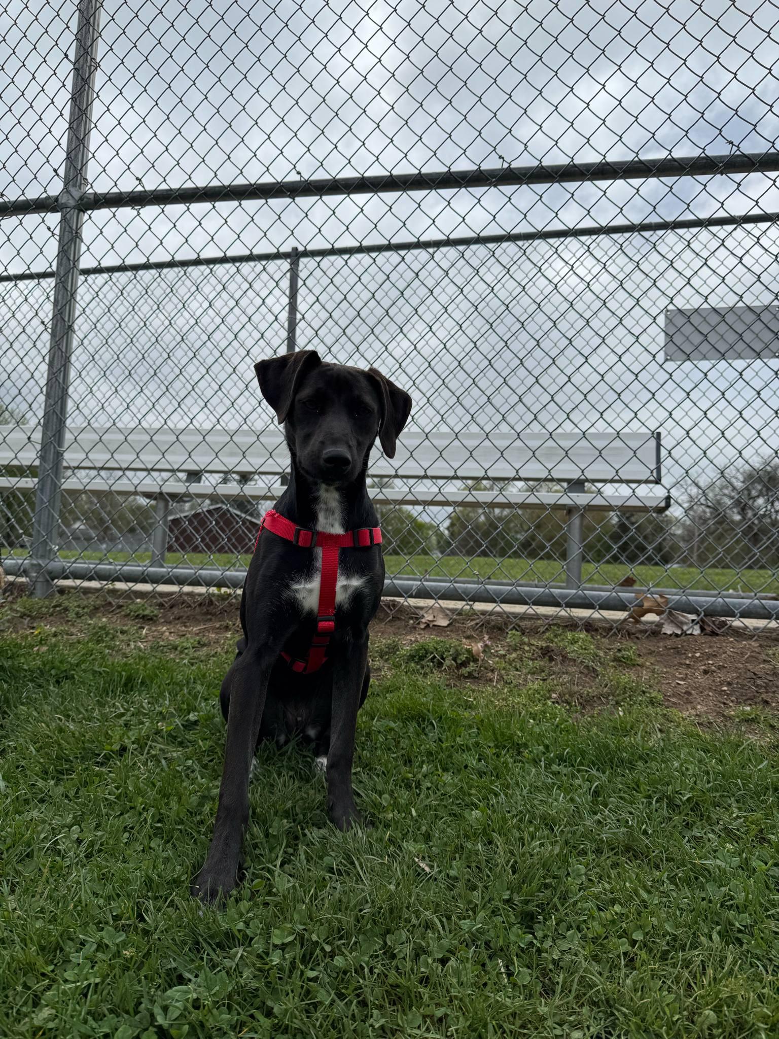 Kenzie - In Foster photo 2