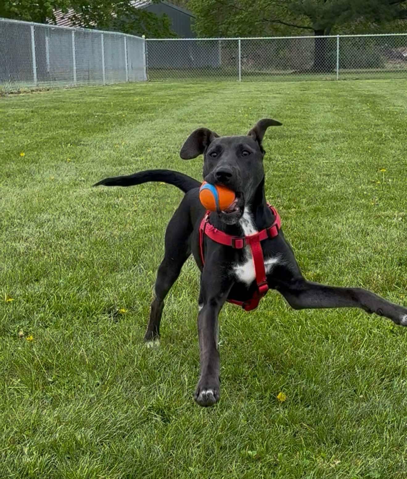 Kenzie - In Foster photo 3